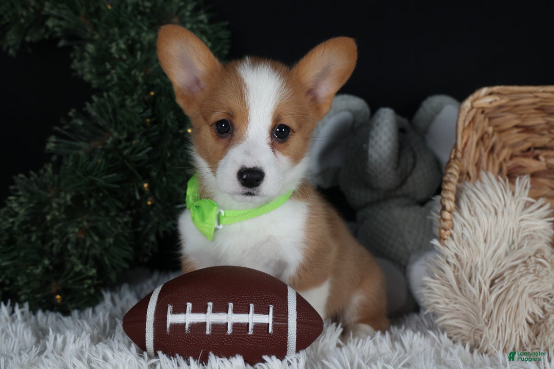 Welsh Corgi Pembroke dogs for sale: Hudson - Ad 28