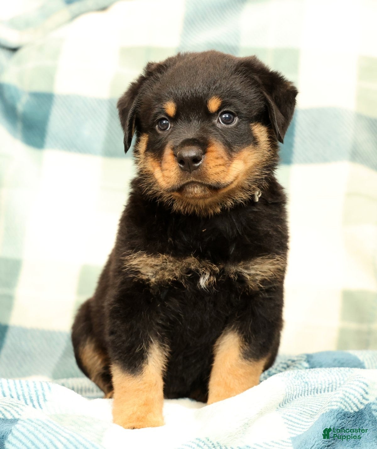 Rottweiler dogs Tank - Ad 2