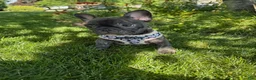 French Bulldog dogs for sale: Amara - Ad 8
