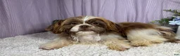 Shih Tzu dogs for sale: Shih Tzu 2 - Ad 8