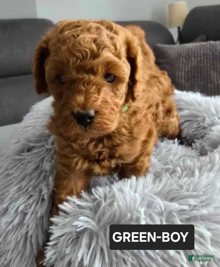 Toy Poodle dogs Toy Poodle Puppy 1 - Ad 24