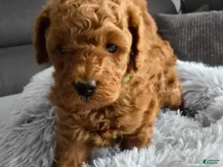 Toy Poodle dogs Toy Poodle Puppy 1 - Ad 26