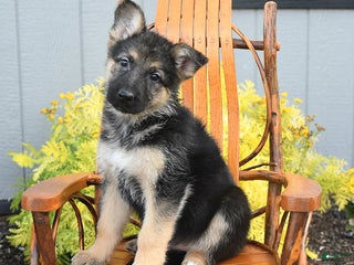 German Shepherd dogs - Ad 23