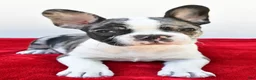 Frenchton dogs for sale: Bella  - Ad 7