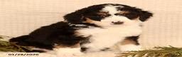 Mini Bernedoodle dogs for sale: Carly - Ad 2