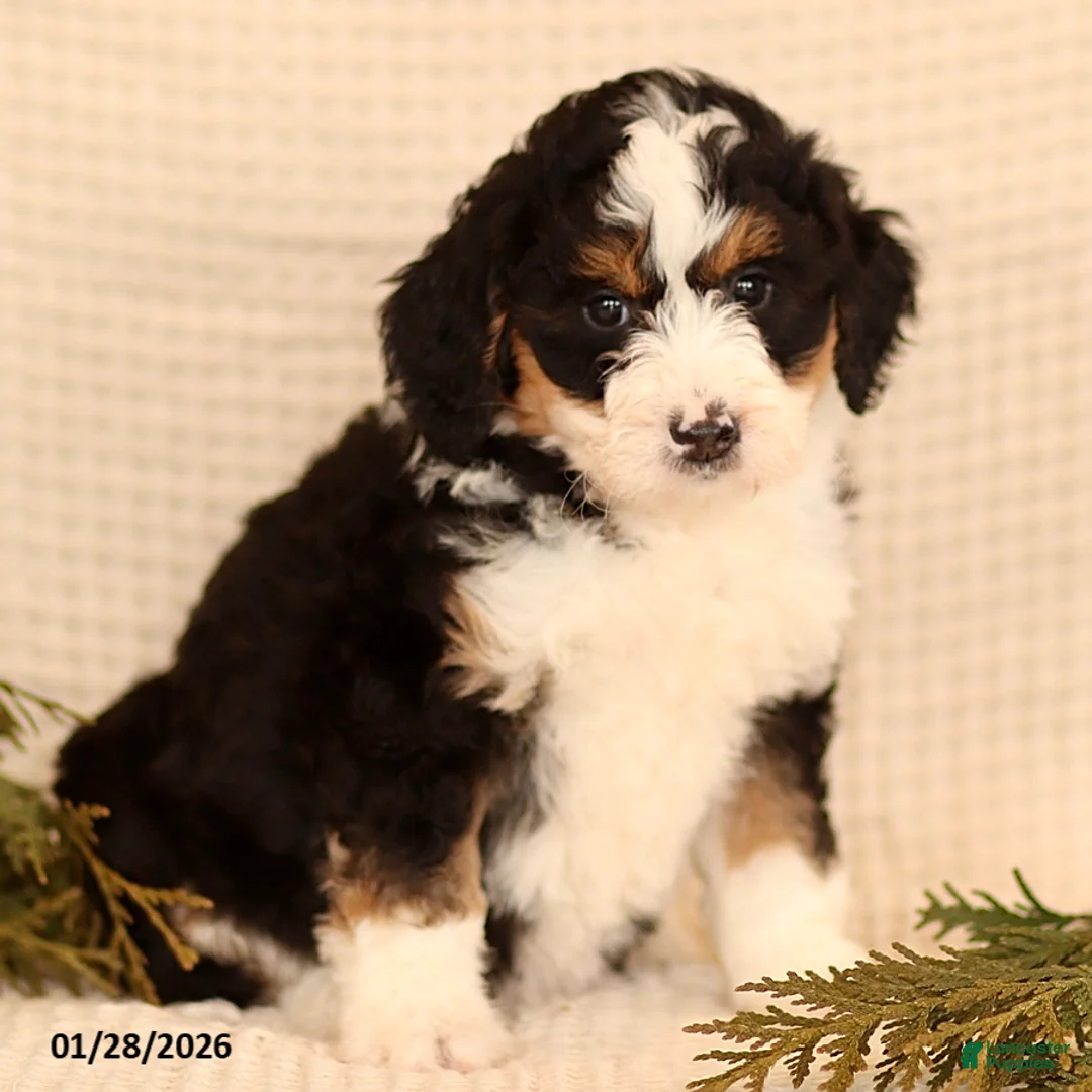 Mini Bernedoodle dogs for sale: Carly - Ad 2