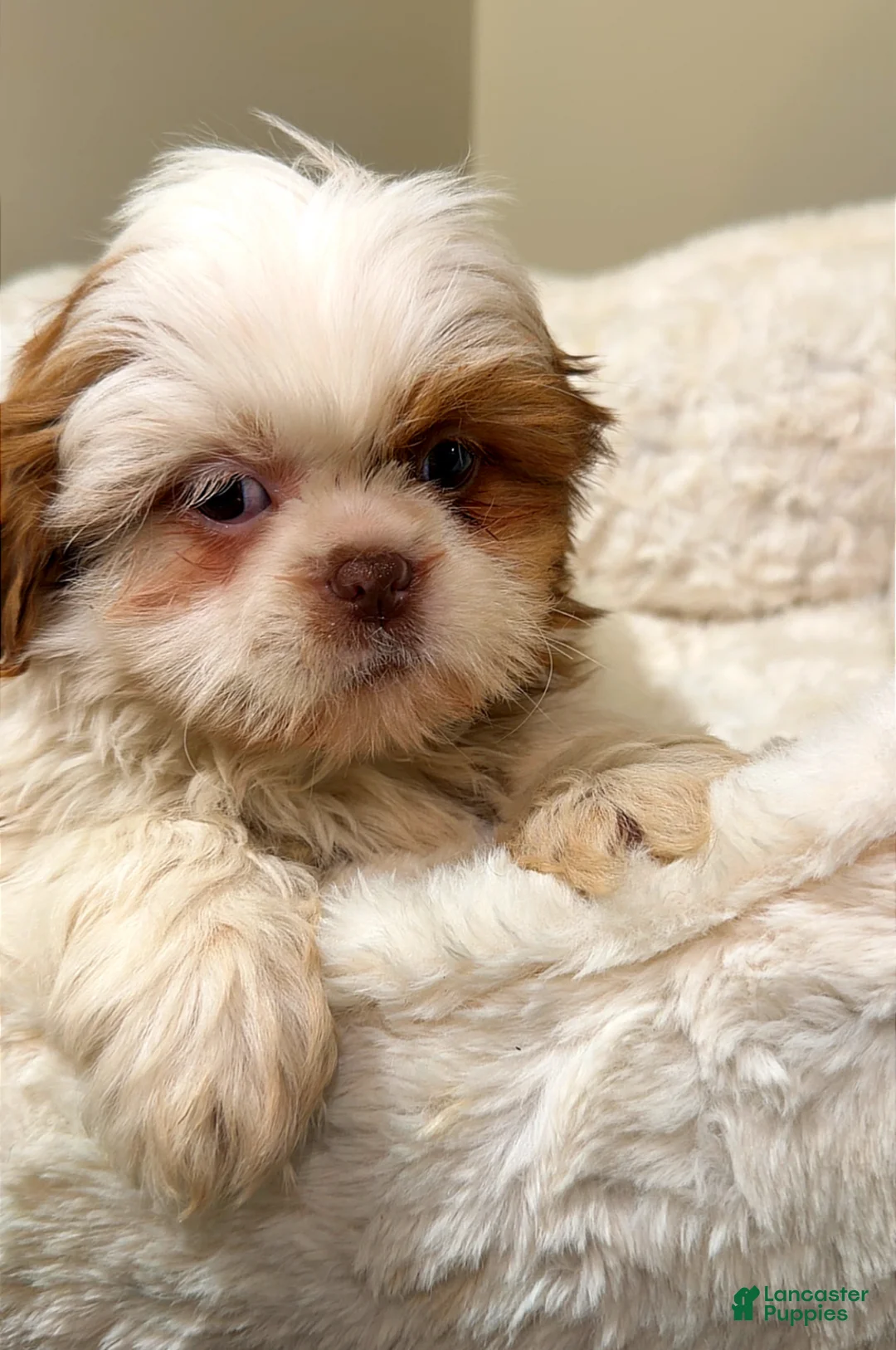Shih Tzu dogs for sale: Teddy  - Ad 1
