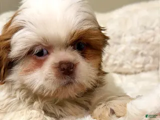 Shih Tzu dogs Teddy - Ad 25