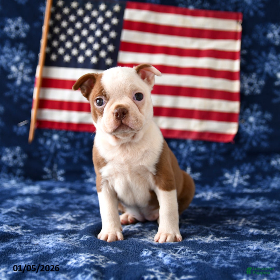 Boston Terrier dogs for sale: Raindrop - Ad 1