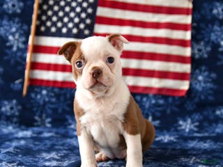 Boston Terrier dogs Raindrop - Ad 12