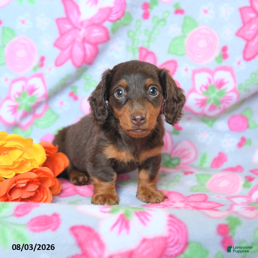 Dachshund dogs Charlie - Ad 1