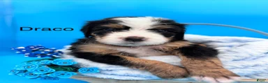 Bernedoodle Puppy 2