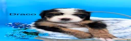 Bernedoodle dogs for sale: Bernedoodle Puppy 2 - Ad 1
