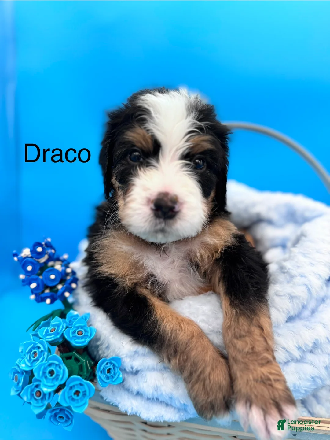 Bernedoodle dogs for sale: Bernedoodle Puppy 2 - Ad 1