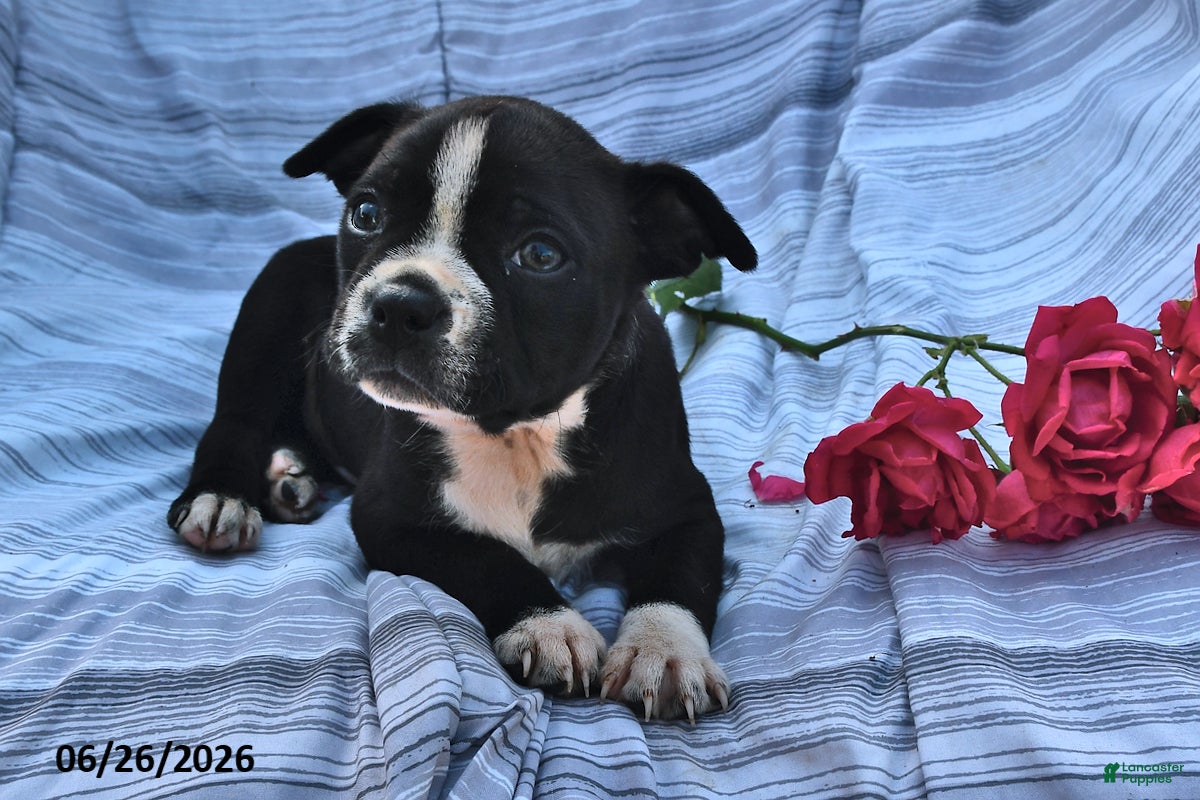 Boston Terrier dogs Walter Black and White - Ad 2