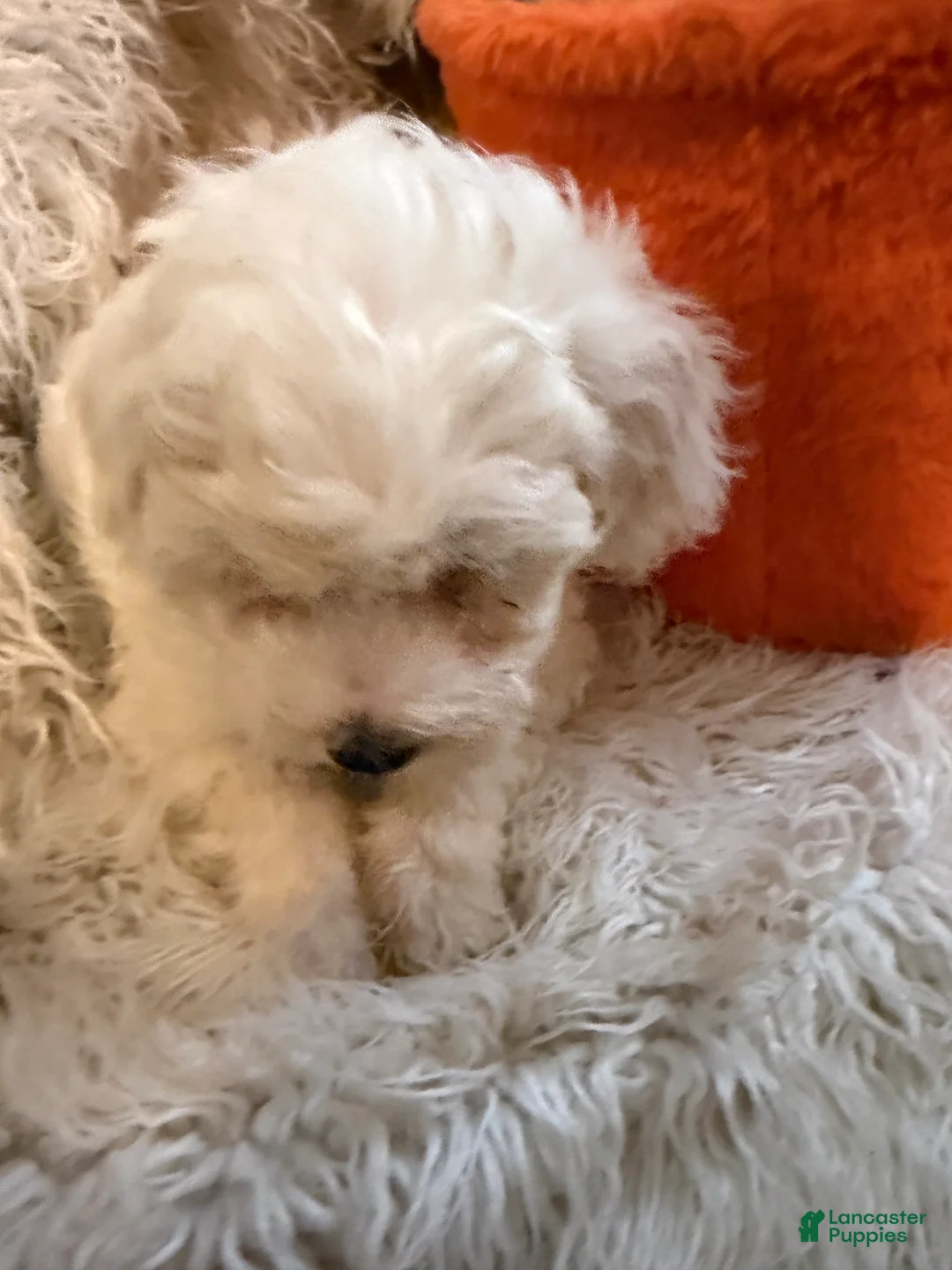 Lhasapoo dogs for sale: Lawrence  - Ad 1
