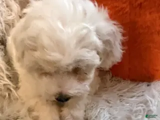 Lhasapoo dogs for sale: Lawrence - Ad 1