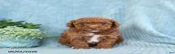 Toy Poodle dogs for sale: Ruby - Ad 5