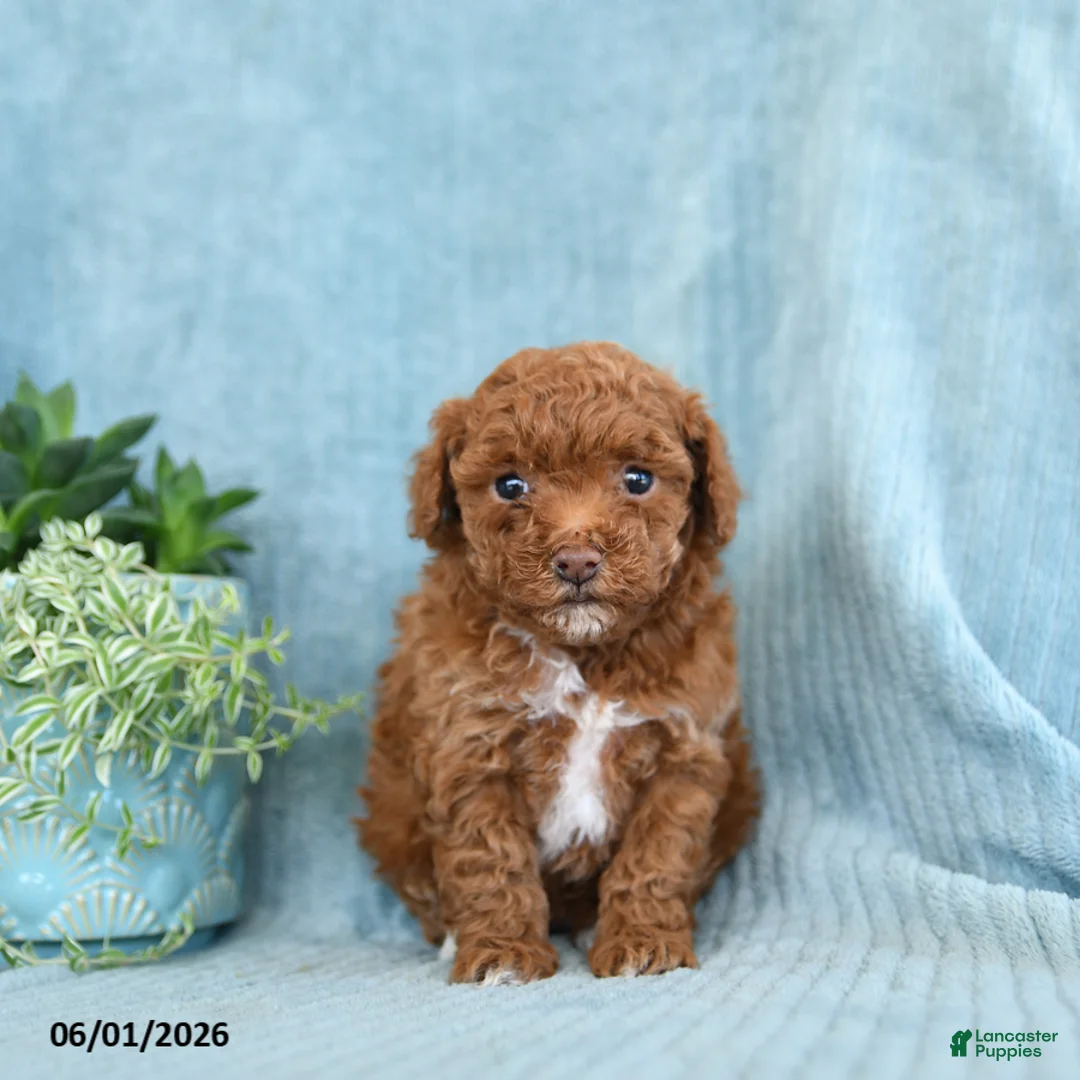 Toy Poodle dogs for sale: Ruby - Ad 5