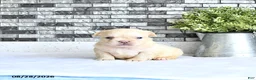 French Bulldog dogs for sale: Ivy - Ad 3