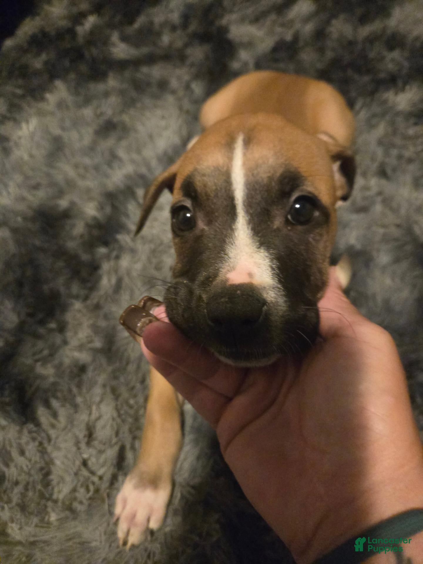 American Pit Bull Terrier dogs American Pit Bull Terrier 1 - Ad 13