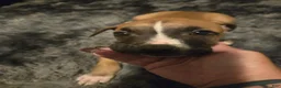 American Pit Bull Terrier dogs for sale: American Pit Bull Terrier 1 - Ad 1