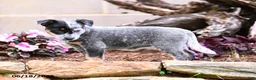 Australian Cattle Dog dogs for sale: Abby - Ad 4