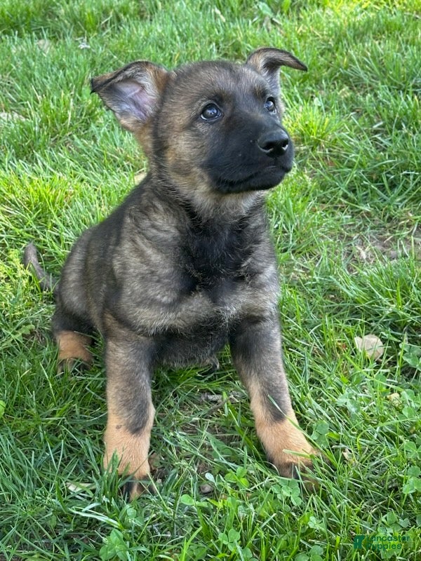German Shepherd dogs German Shepherd Puppy 2 - Ad 1