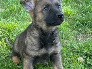 German Shepherd dogs for sale: German Shepherd Puppy 2 - Ad 1
