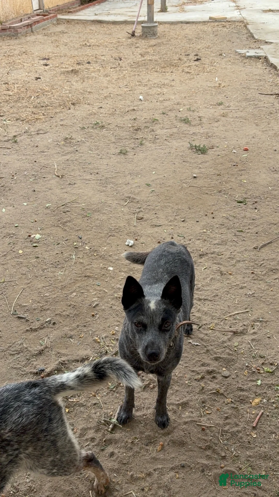 Australian Cattle Dog dogs for sale: Australian Cattle Dog 5 - Ad 3