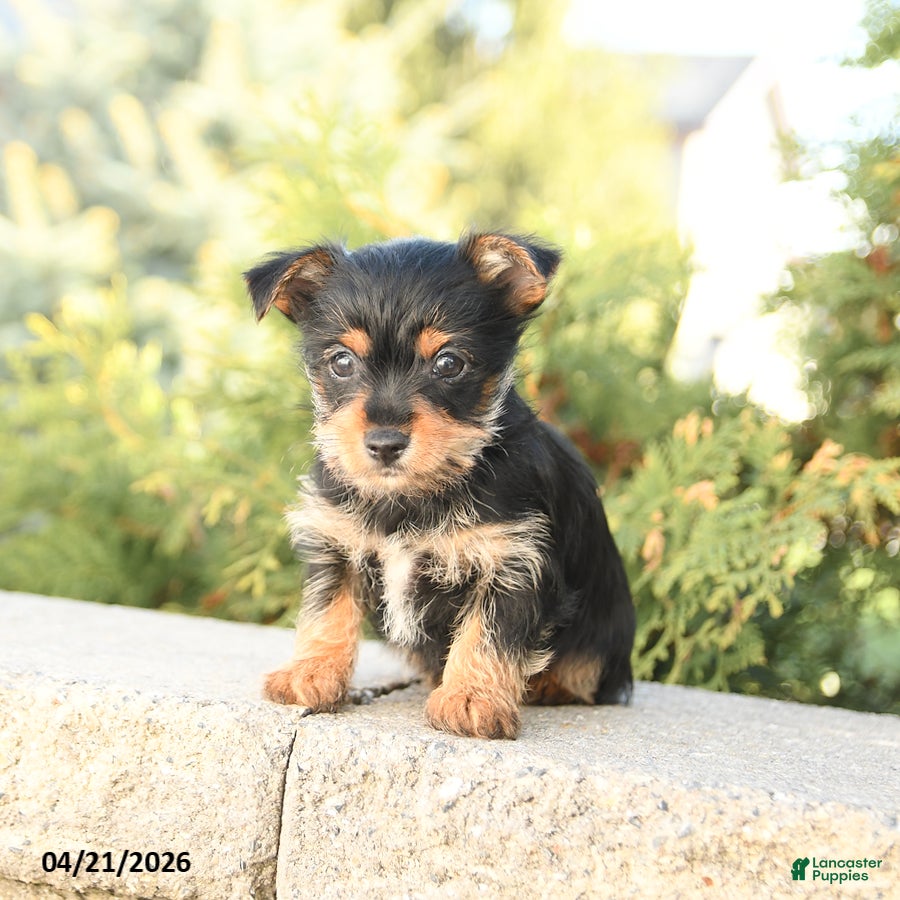 Yorkshire Terrier dogs Ziggy - Ad 2