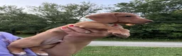 Miniature Dachshund dogs for sale: Miniature Dachshund 3 - Ad 4