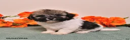 Havanese dogs for sale: Hannah - Ad 3