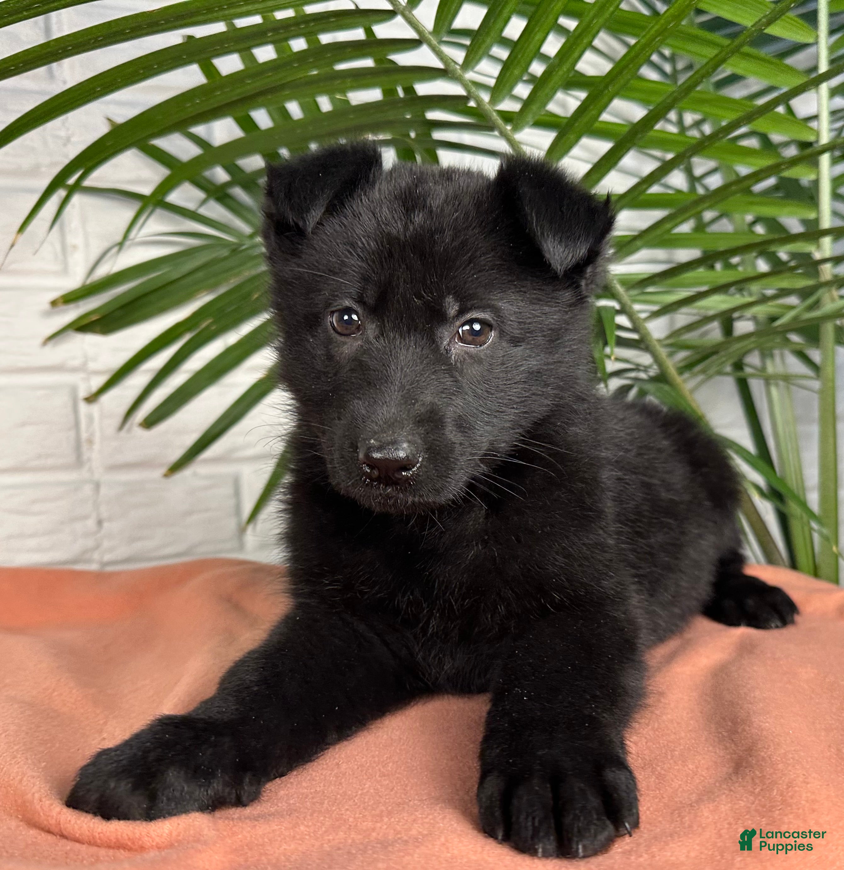 German Shepherd dogs Shadow - Ad 2