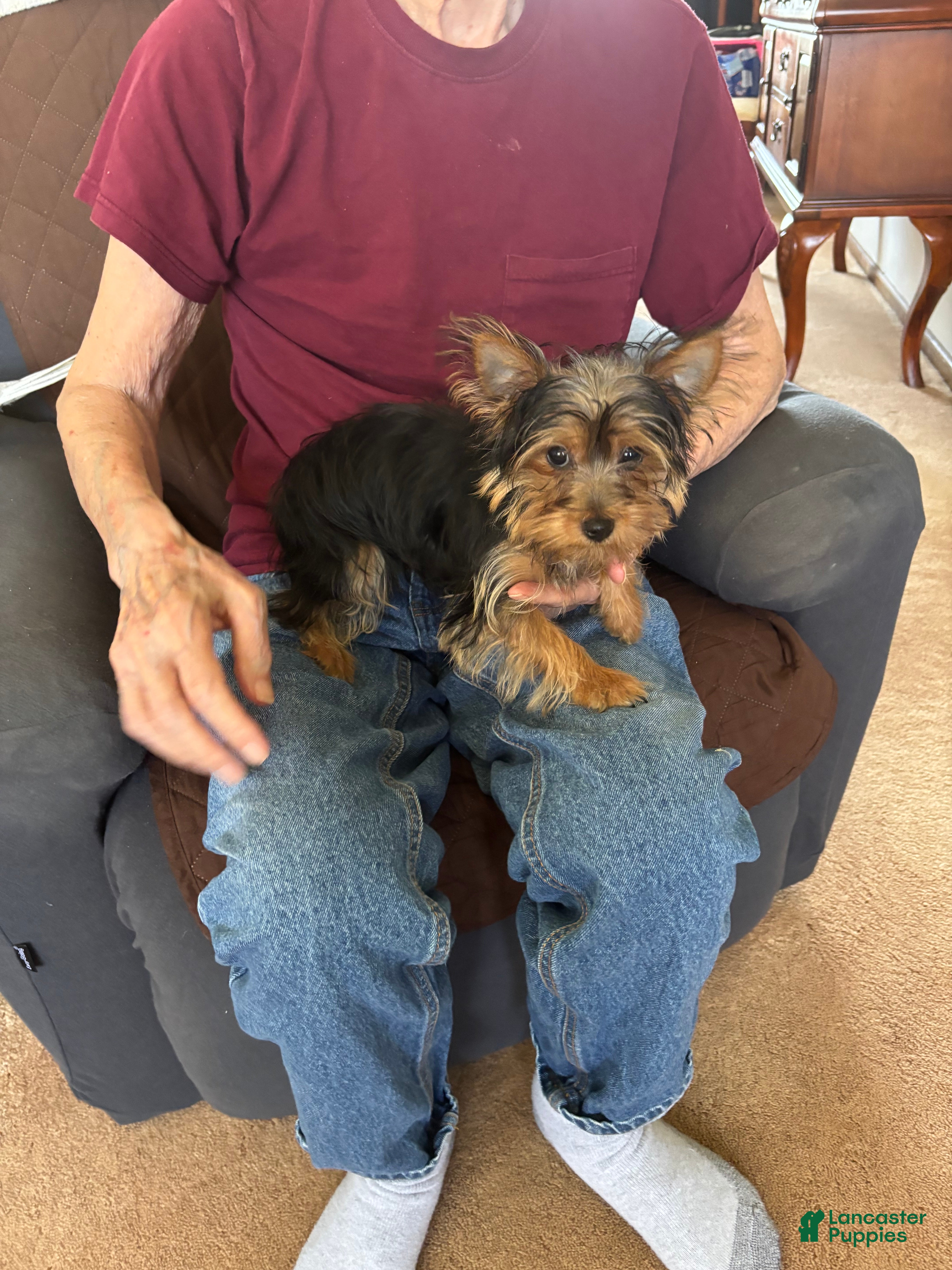 Yorkshire Terrier dogs Yorkshire Terrier 1 - Ad 1