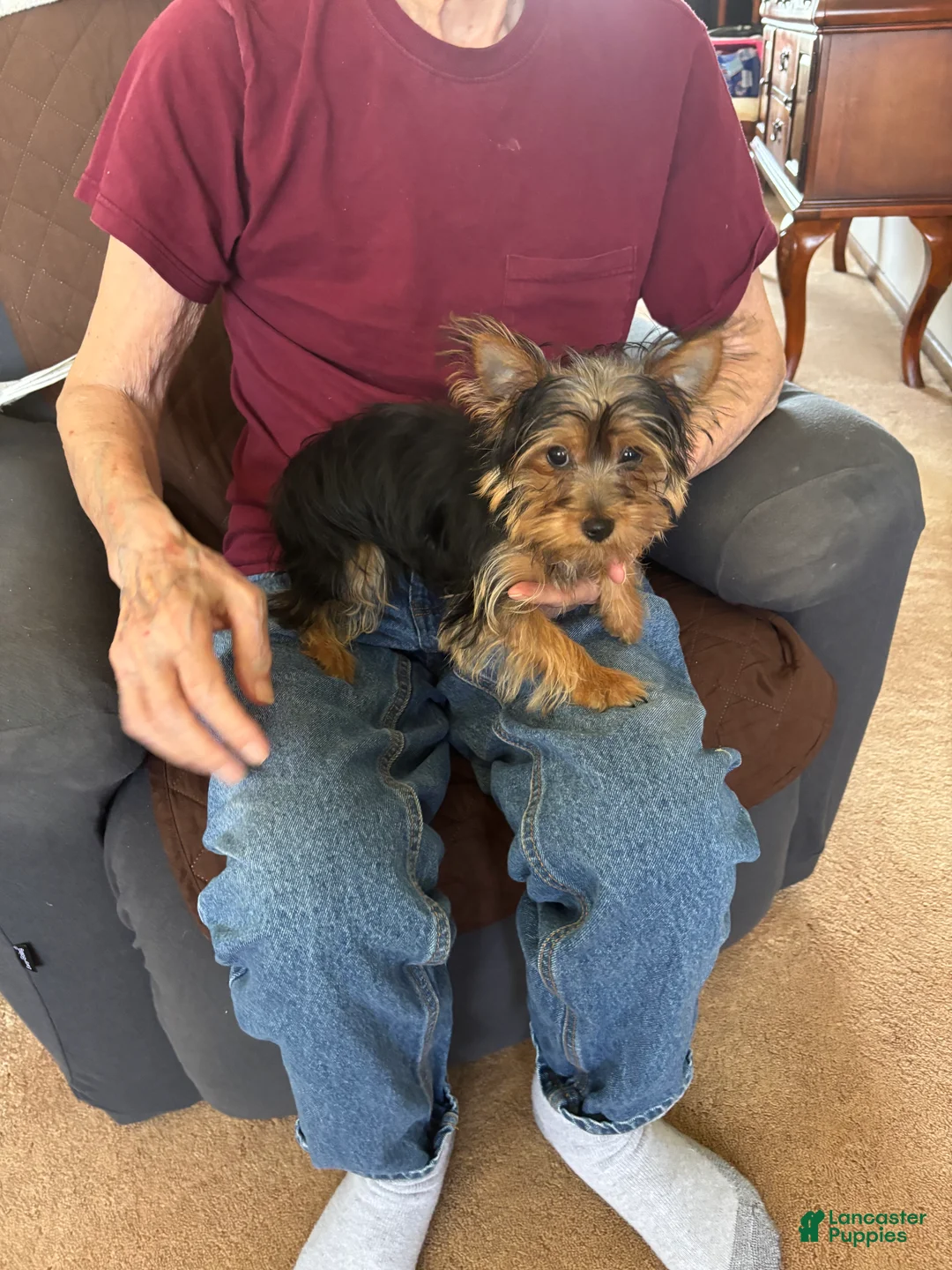 Yorkshire Terrier dogs for sale: Yorkshire Terrier 1 - Ad 1