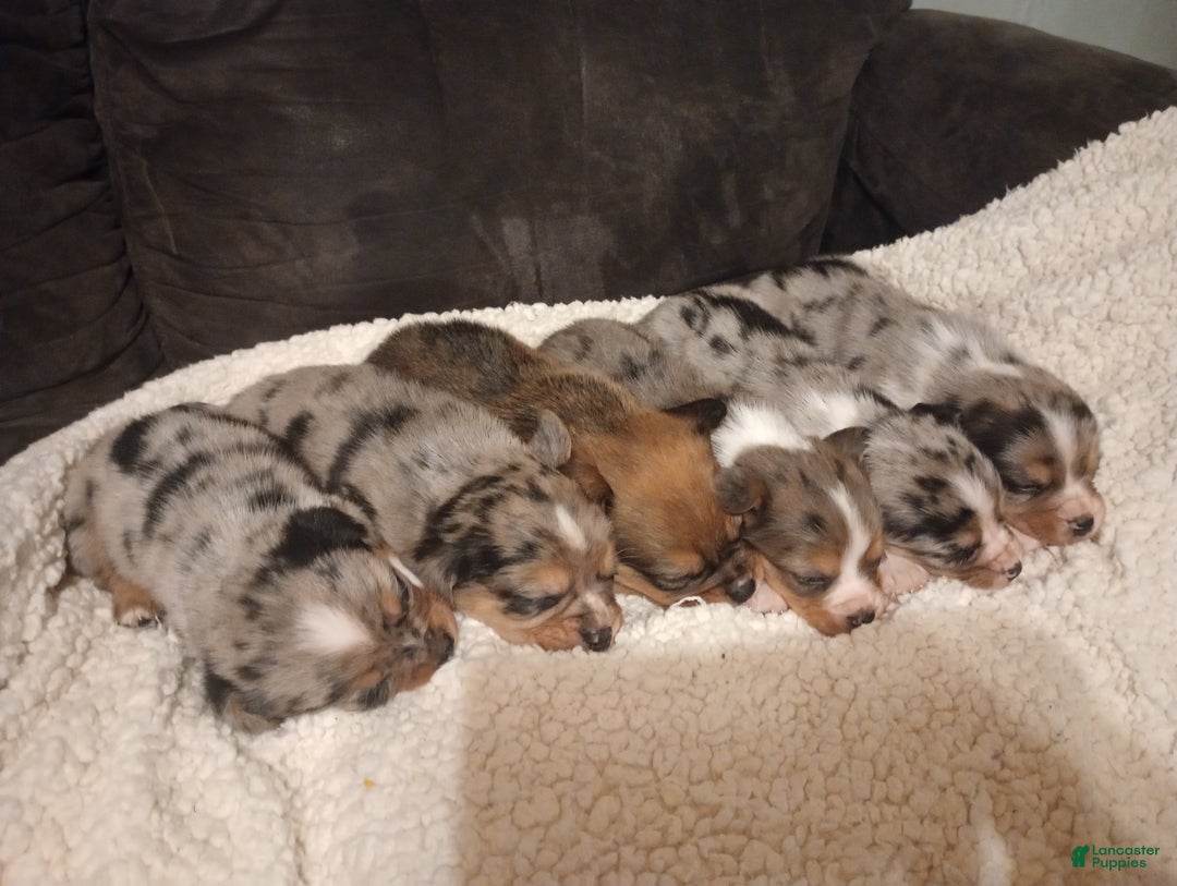 Mixed Breed dogs for sale: Kyrell - Ad 2