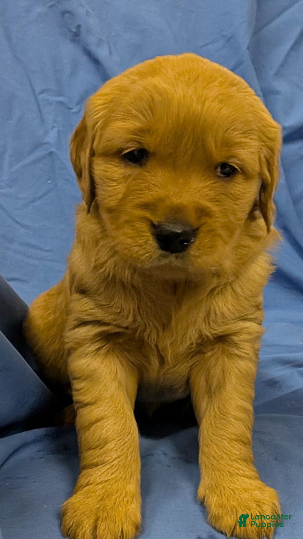 Golden Retriever dogs Nala - Ad 1