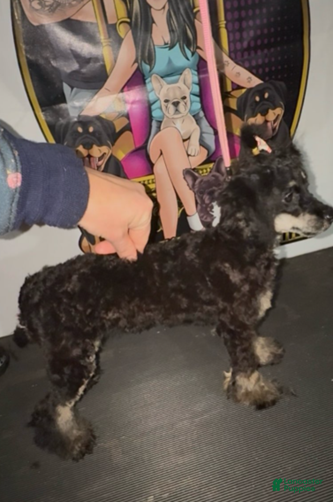 Toy Poodle dogs for sale: Toy Poodle Girl 2 - Ad 3