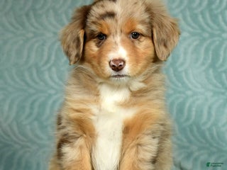 Australian Shepherd dogs - Ad 24