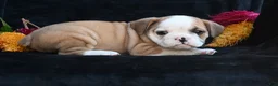 Mixed Breed dogs for sale: Oliver - Ad 8