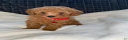 Toy Poodle dogs for sale: Benny - Ad 3