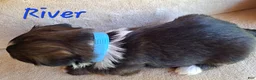 Lhasa Apso dogs for sale: AKC River - Ad 4