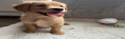 Golden Retriever dogs for sale: Sonny  - Ad 1