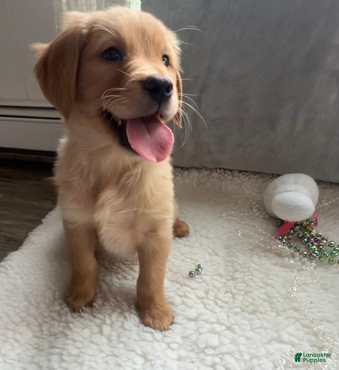 Golden Retriever dogs for sale: Sonny  - Ad 1