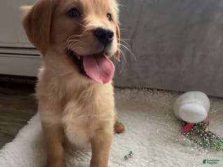 Golden Retriever dogs Sonny - Ad 32