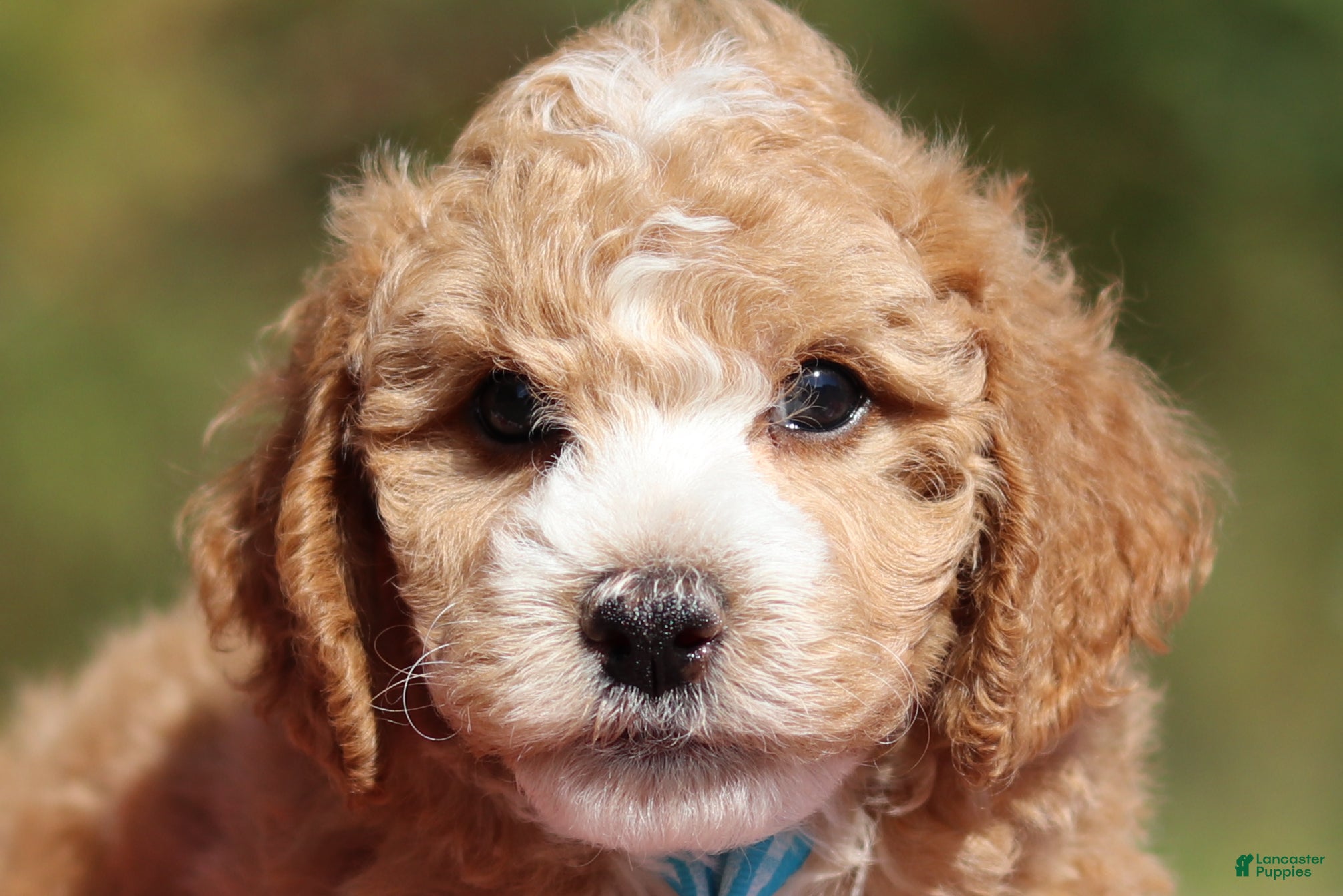 Miniature Poodle dogs August (AKC) - Ad 1