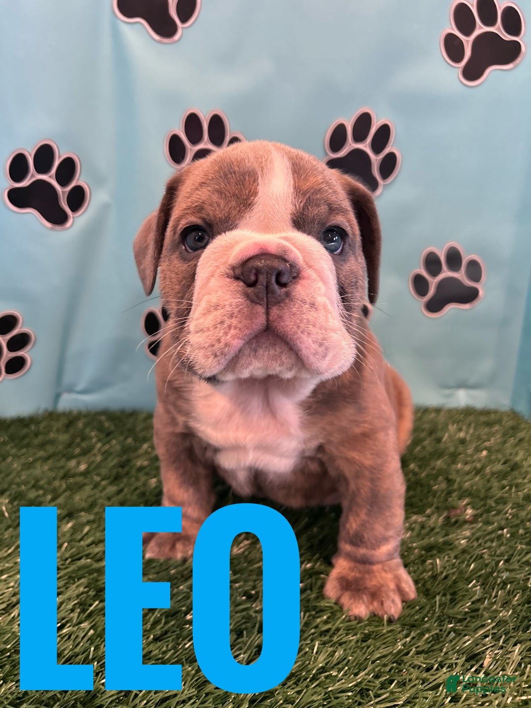 English Bulldog dogs for sale: LEO - Ad 5