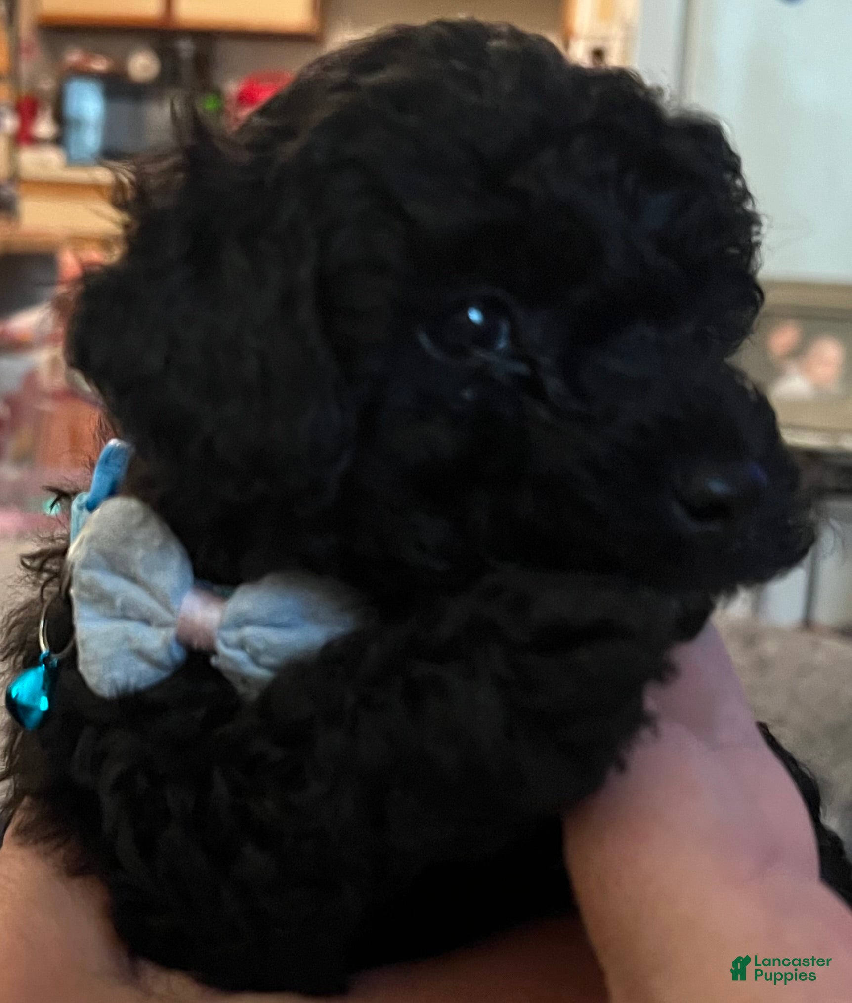 Toy Poodle dogs Teddy - Ad 21