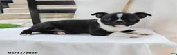 Boston Terrier dogs for sale: Kathy - Ad 3